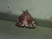 White-Lined Bomolocha Moth